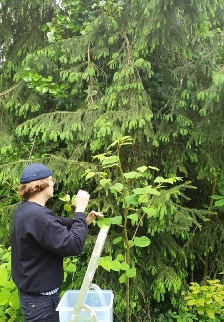 Wildplukkende restaurants halen voedsel uit de Belgische natuur