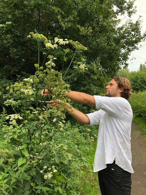 Wildplukkende restaurants halen voedsel uit de Belgische natuur